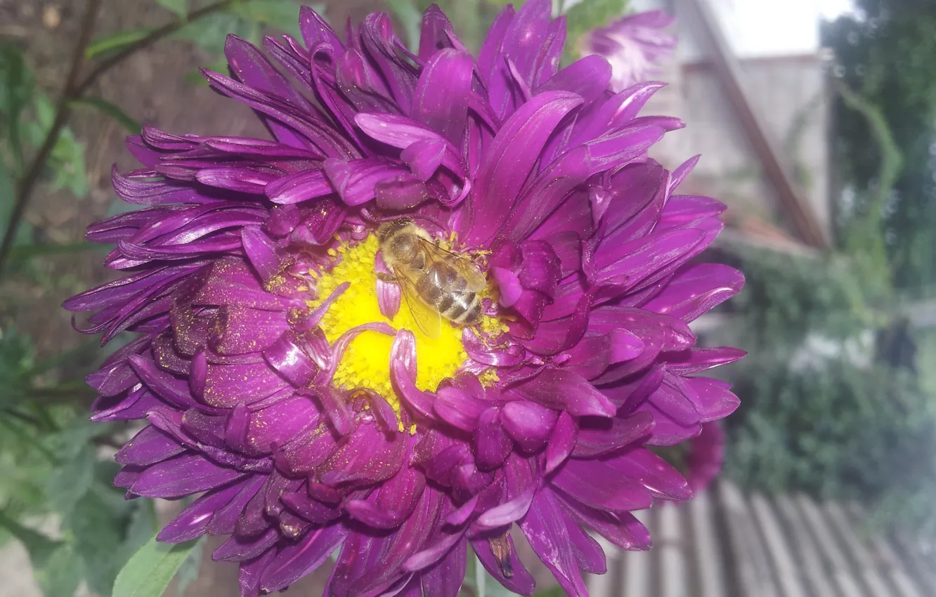 Фото обои Пчела, Пыльца, Лепестки, Астра, Фиолетовая, Сердцевина