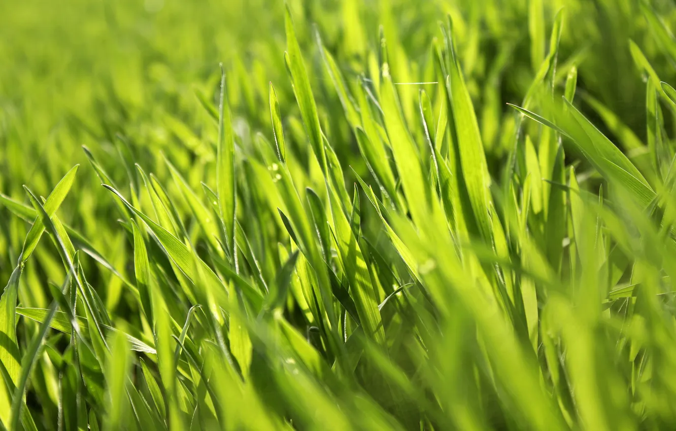 Фото обои трава, макро, green, растение, весна, зелёный, summer, spring