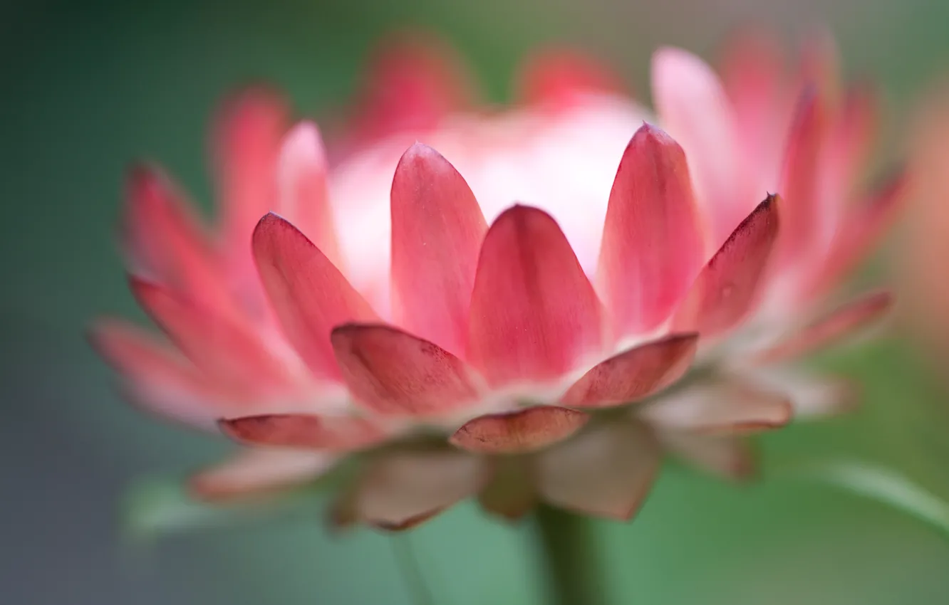 Фото обои белый, макро, цветы, зеленый, лепестки, розовые