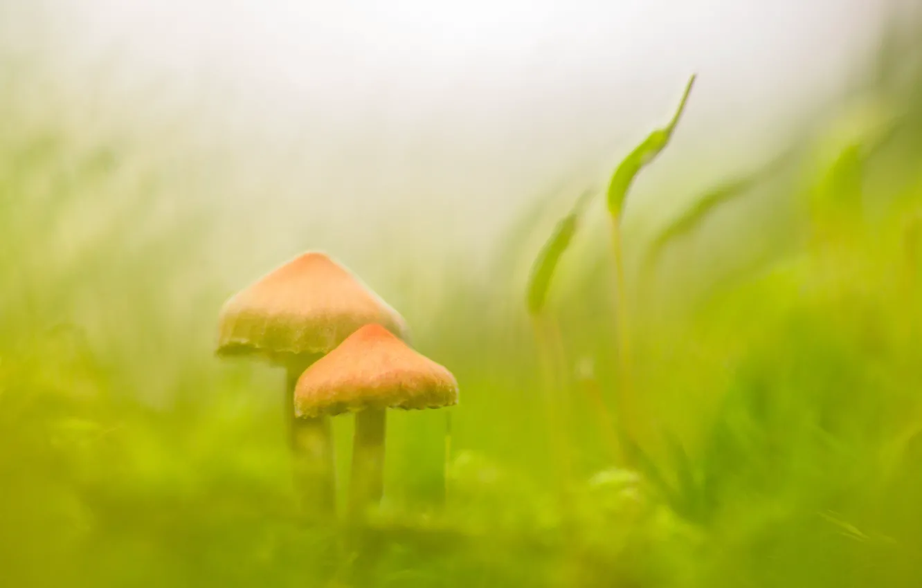 Фото обои трава, природа, грибы, мох
