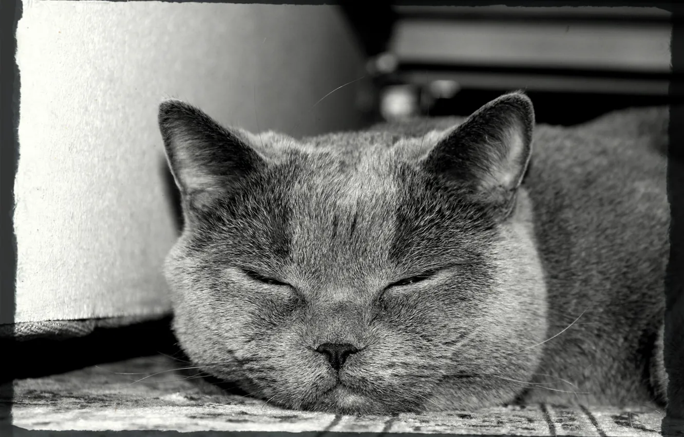 Фото обои Кошки, британцы, thecat