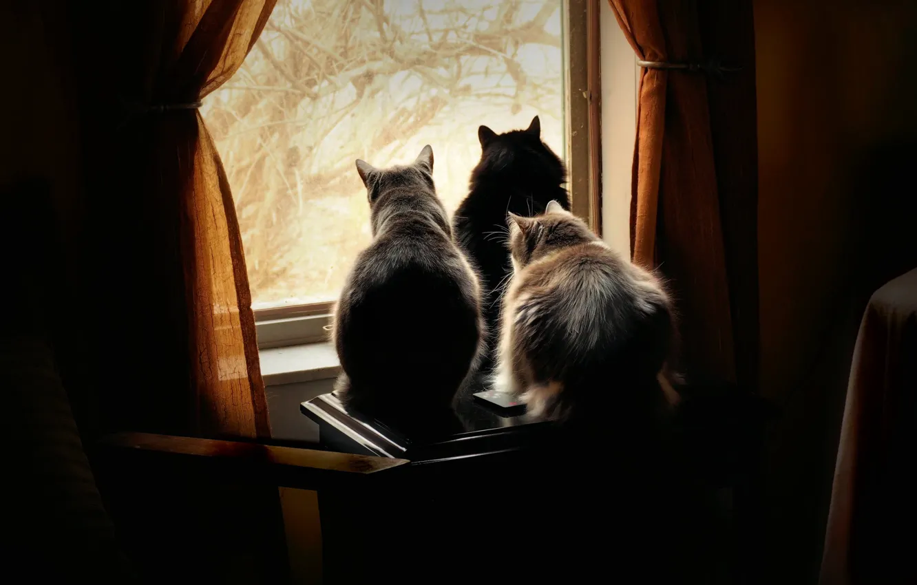 Фото обои кошка, кот, стекло, свет, деревья, кошки, ветки, поза