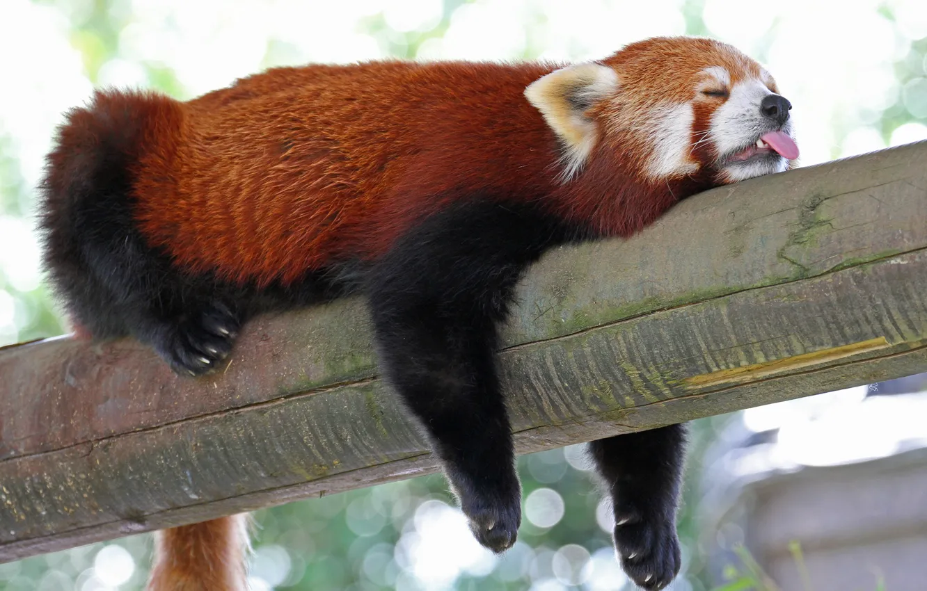Фото обои язык, сон, спит, красная панда, бревно, firefox, малая панда