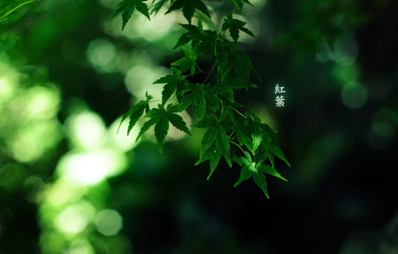 Фото обои листья, иероглифы, 1920x1200, by burningmonk, Green colour
