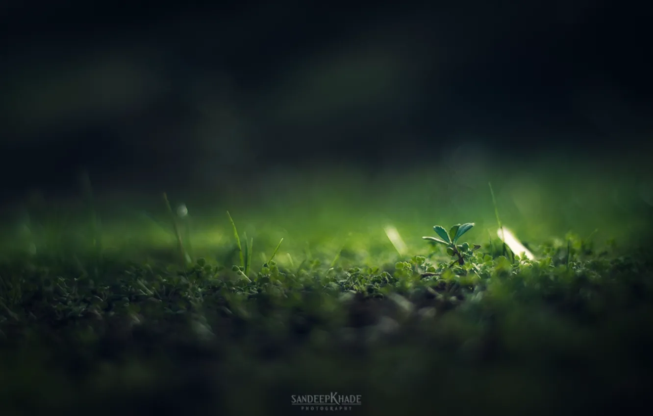 Фото обои трава, макро, зеленый цвет, затемнение, Sandeep Khade