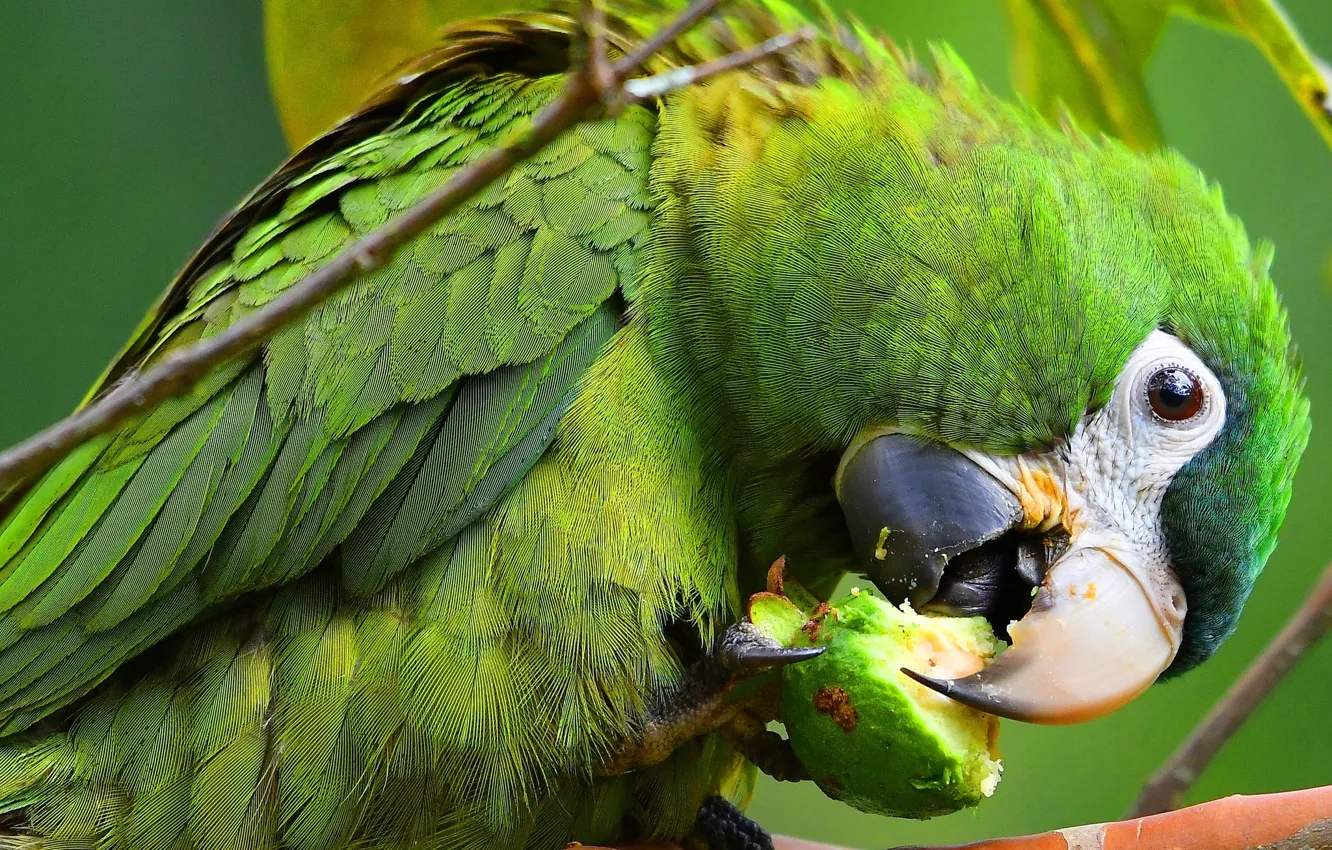 Фото обои взгляд, поза, зеленый, фон, птица, еда, клюв, попугай