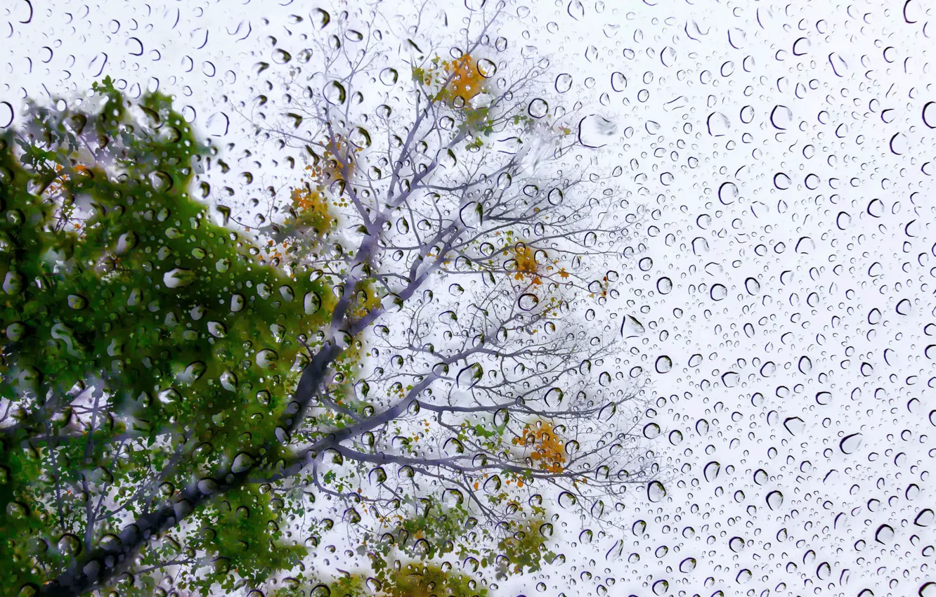 Фото обои капли, деревья, Rain Poem