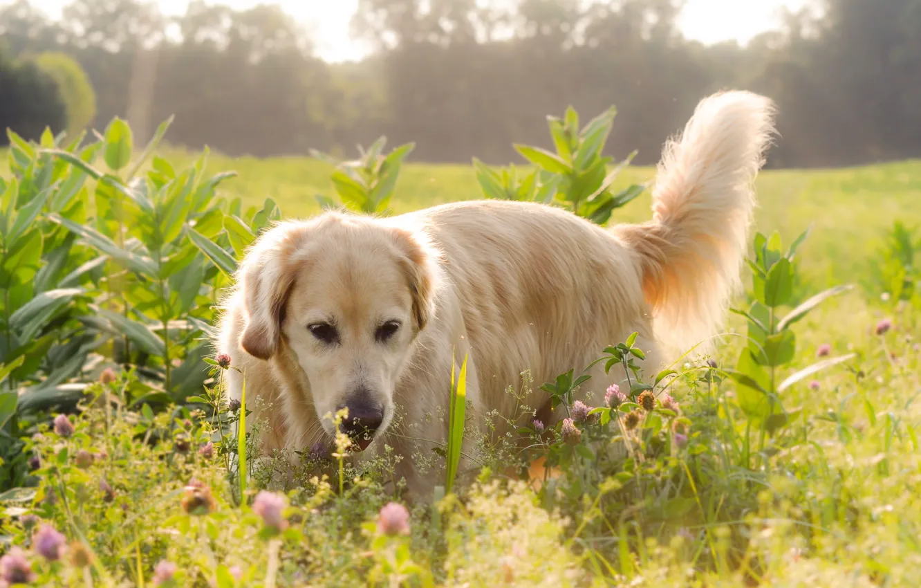 Фото обои поле, свет, цветы, Собака, лабрадор