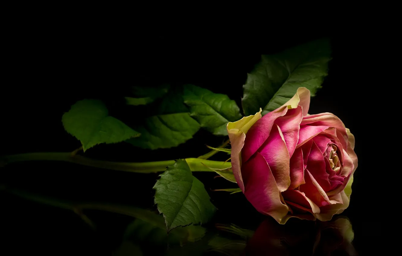 Фото обои цветок, роза, бутон