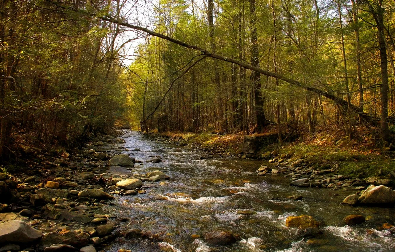 Фото обои лес, река, текстура, весна