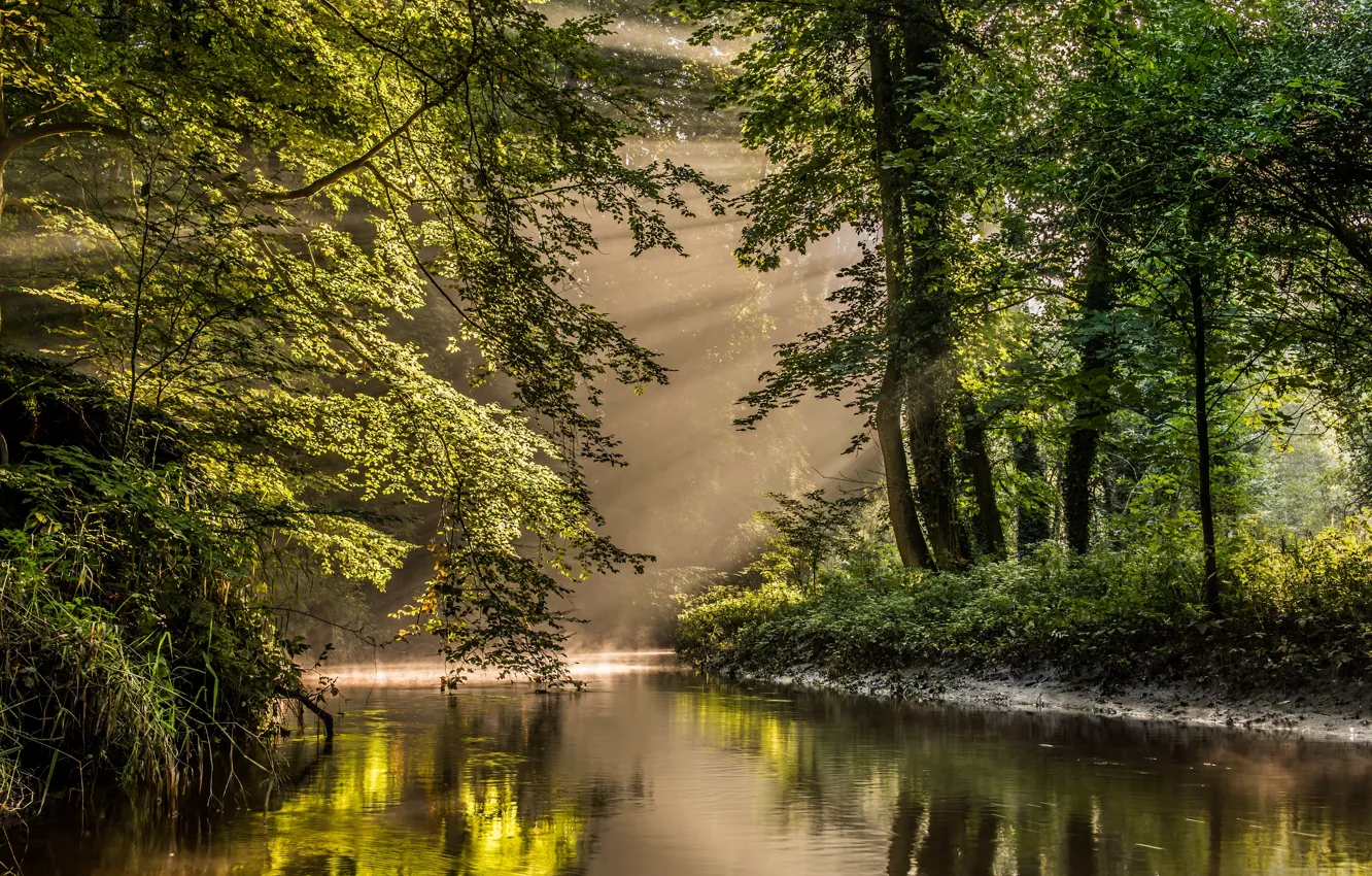 Фото обои лес, деревья, река, Нидерланды, заповедник, Nederland, Bekendelle, Винтерсвейк