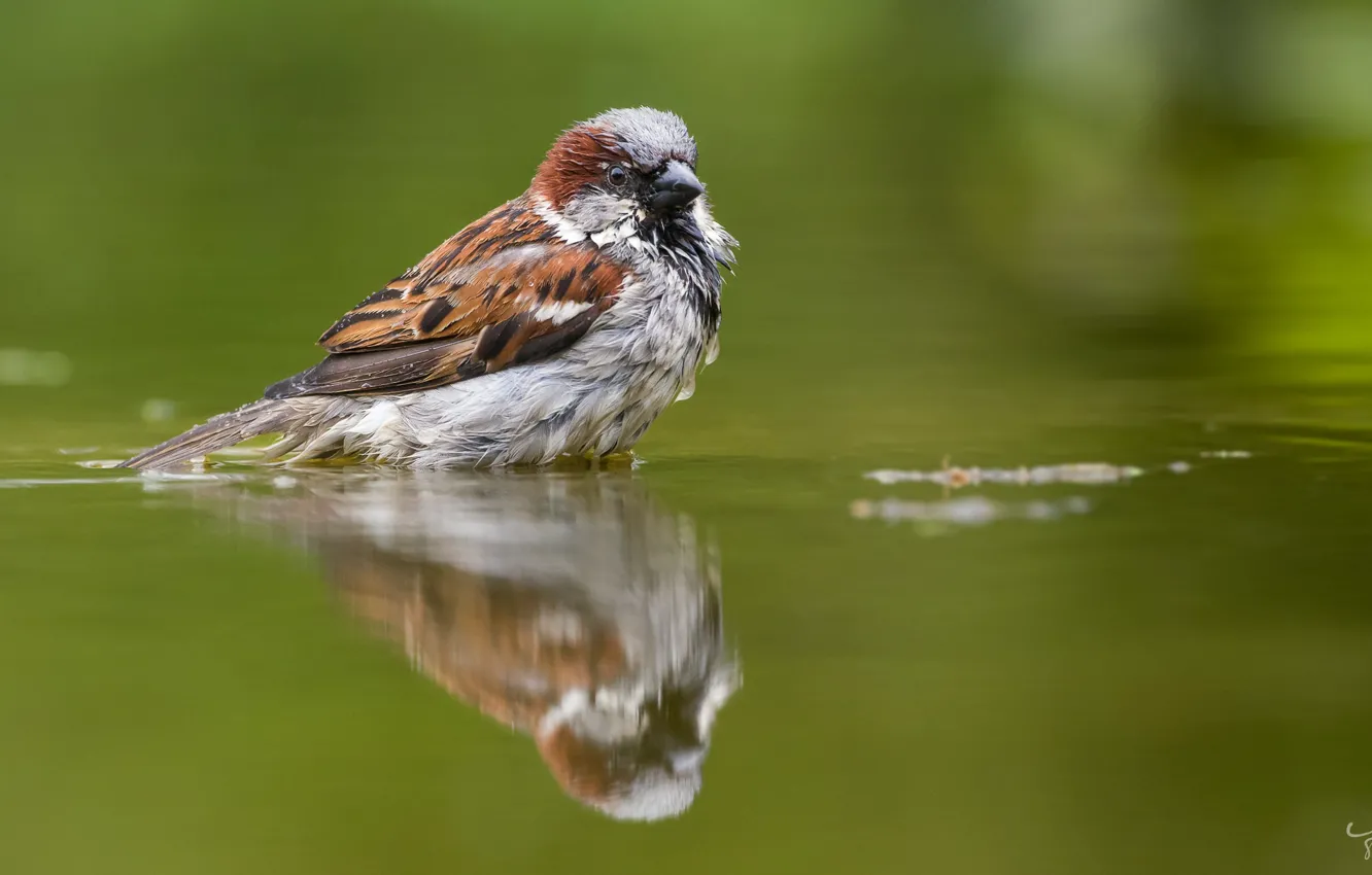 Фото обои ВОДА, ПТИЦА, ОТРАЖЕНИЕ, ПОВЕРХНОСТЬ, ПЕРЬЯ, ПУХ, ВОРОБЕЙ, by Jan Jongejan