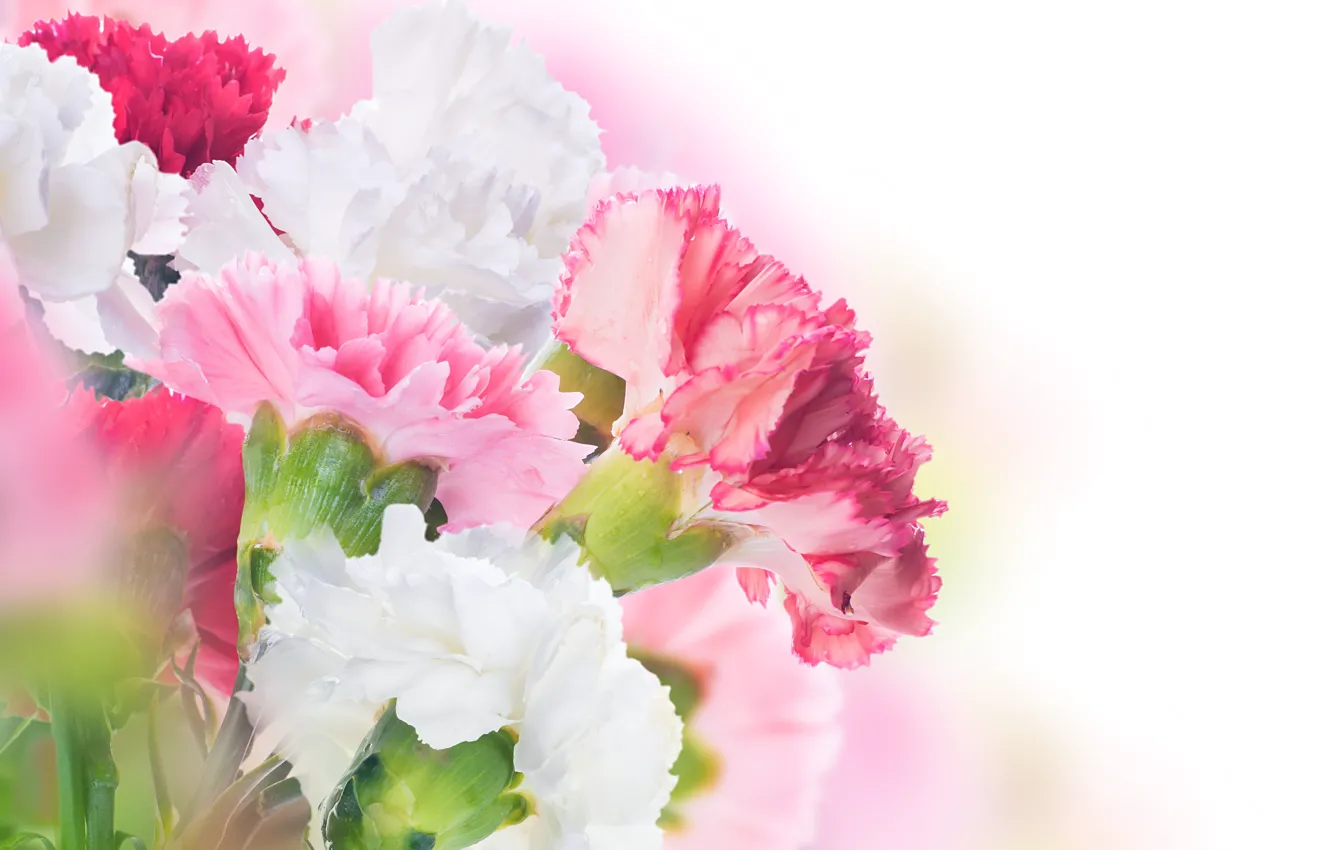 Фото обои цветы, листики, гвоздики, белые-розовые
