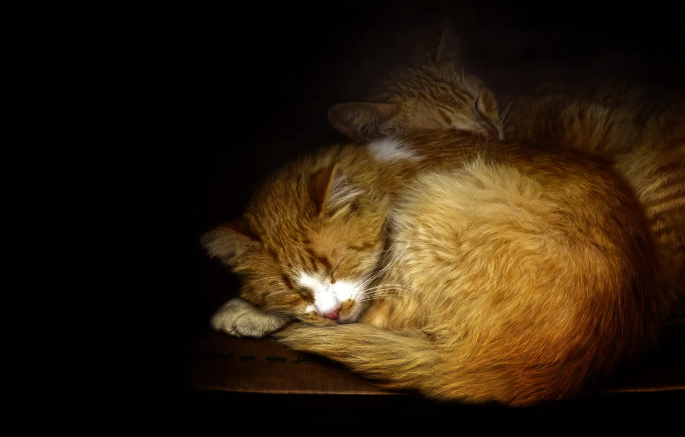 Фото обои кошка, кошки, поза, коты, сон, черный фон, мордашка, спят