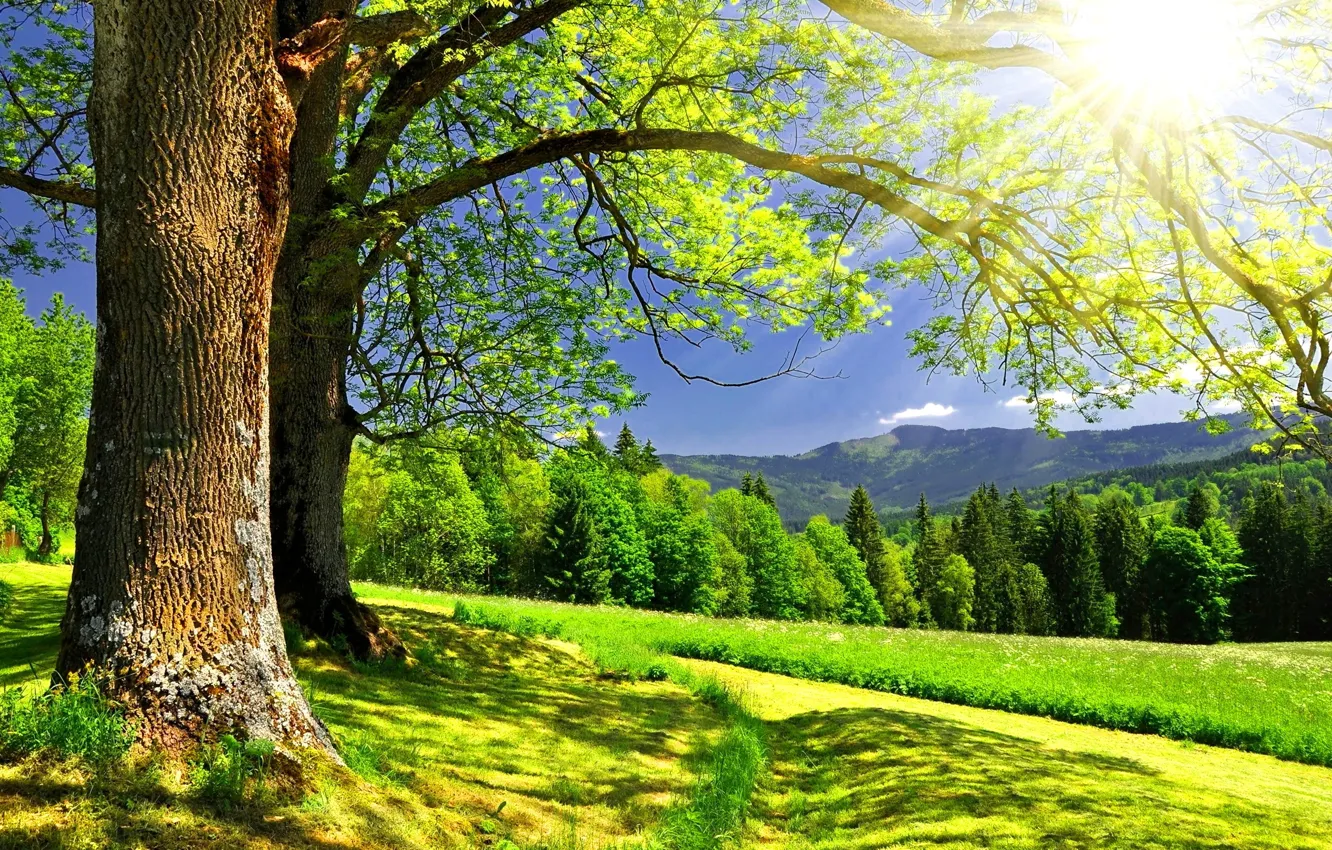 Фото обои лес, лето, деревья, пейзаж, горы, солнце.