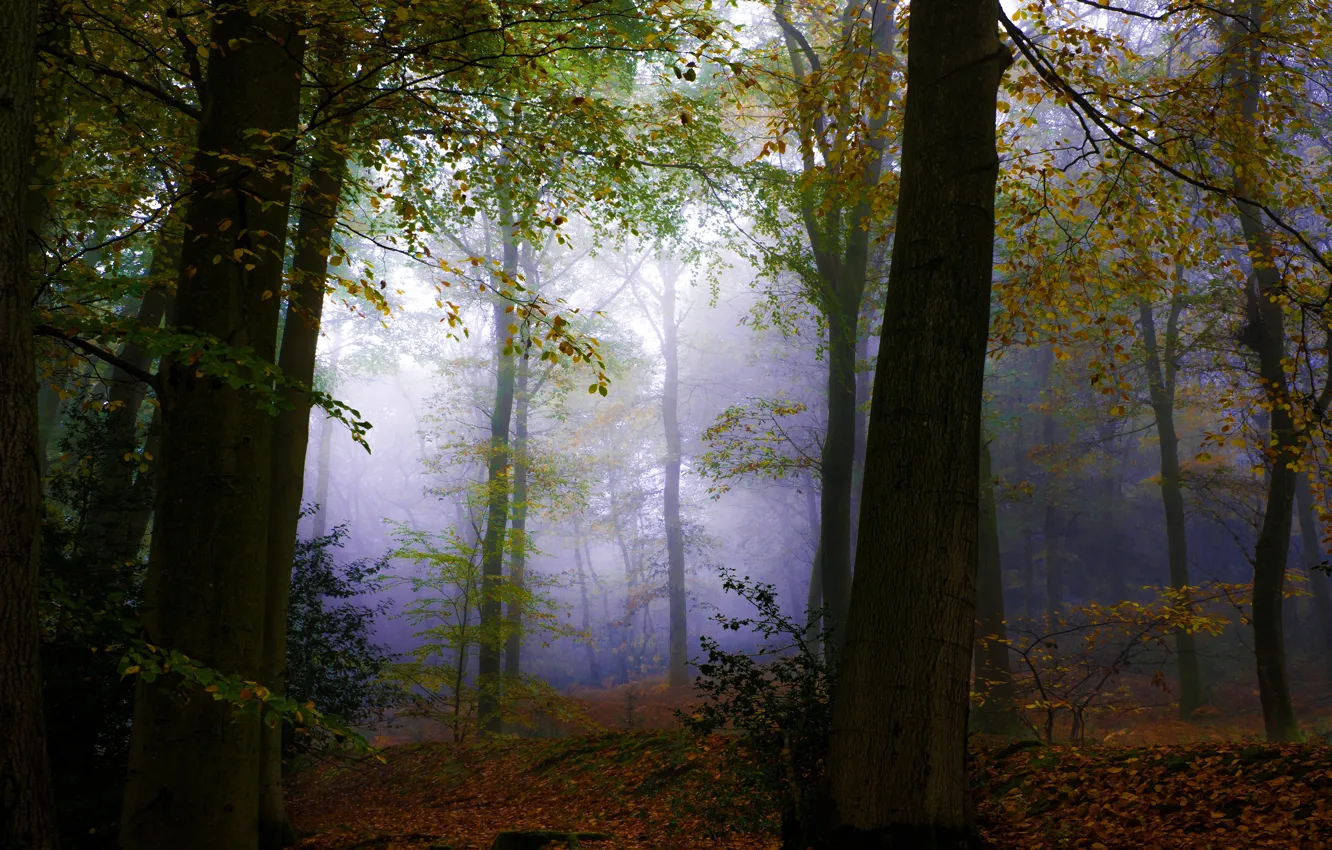 Звуки леса осенью. Фреска туманный лес. Forest leaves. Forest Leaf.