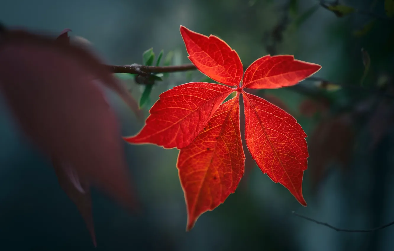 Фото обои осень, красный, темный фон, листок, ветка, боке, кленовый, лист клена
