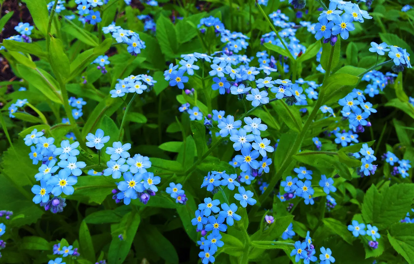 Фото обои макро, лепестки, незабудки, голубые цветы