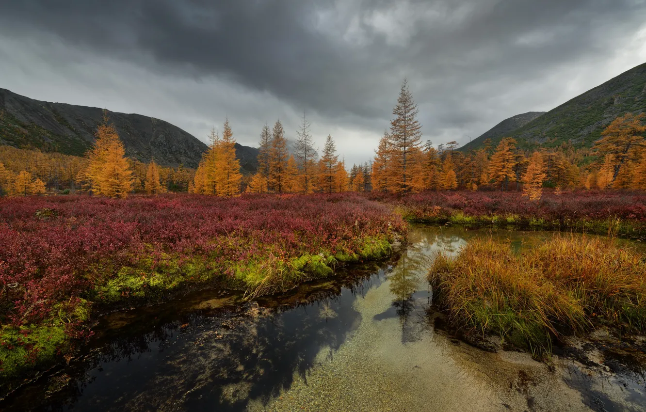 Фото обои осень, лес, небо, пасмурно, берег, растительность, ели, водоем