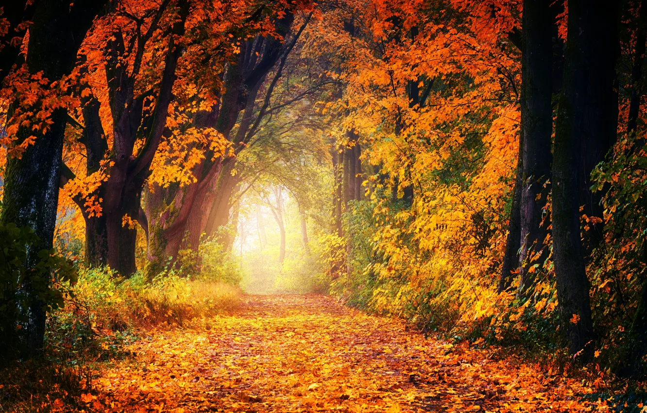 Фото обои дорога, осень, лес, листья, деревья