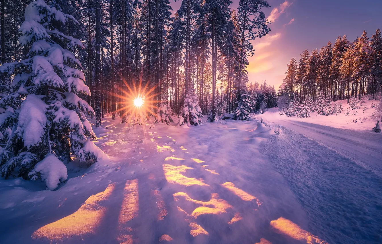 Фото обои зима, дорога, солнце, лучи, деревья, пейзаж, природа, ели