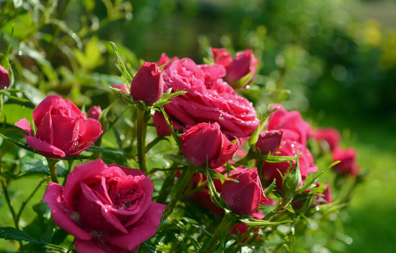 Фото обои Бутоны, Розы, Roses