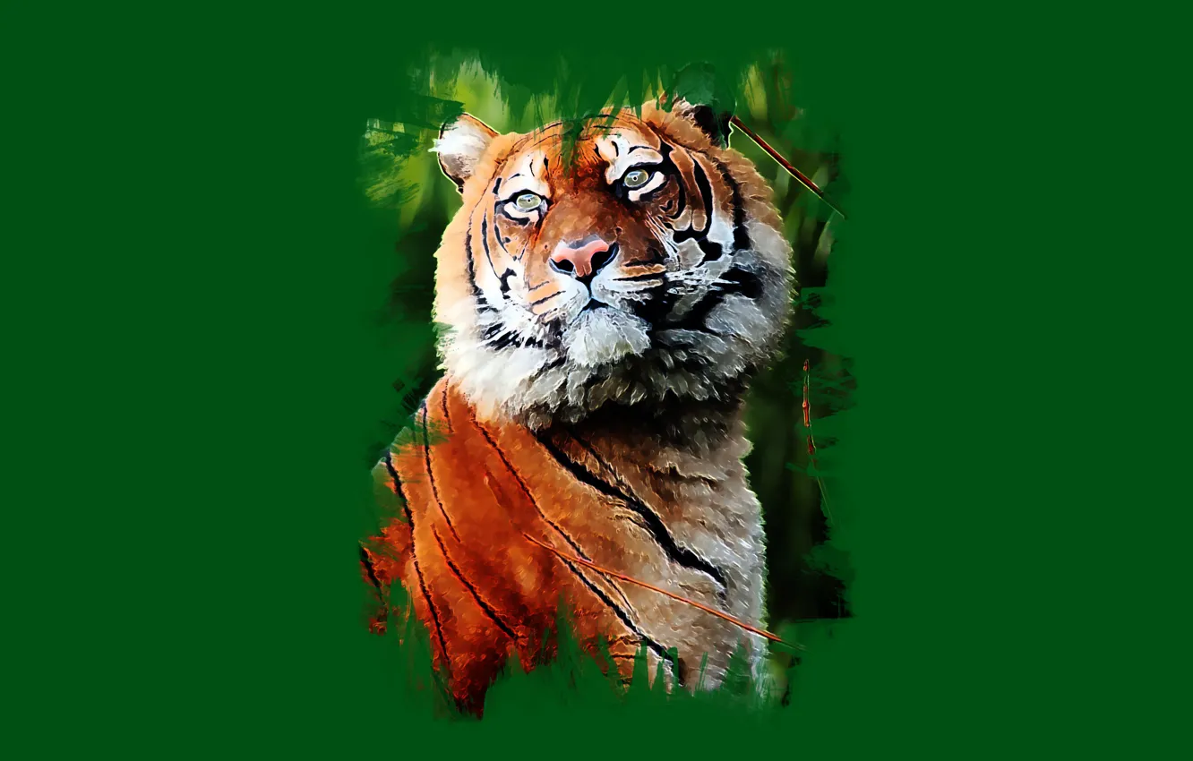 Фото обои взгляд, тигр, арт, красавец