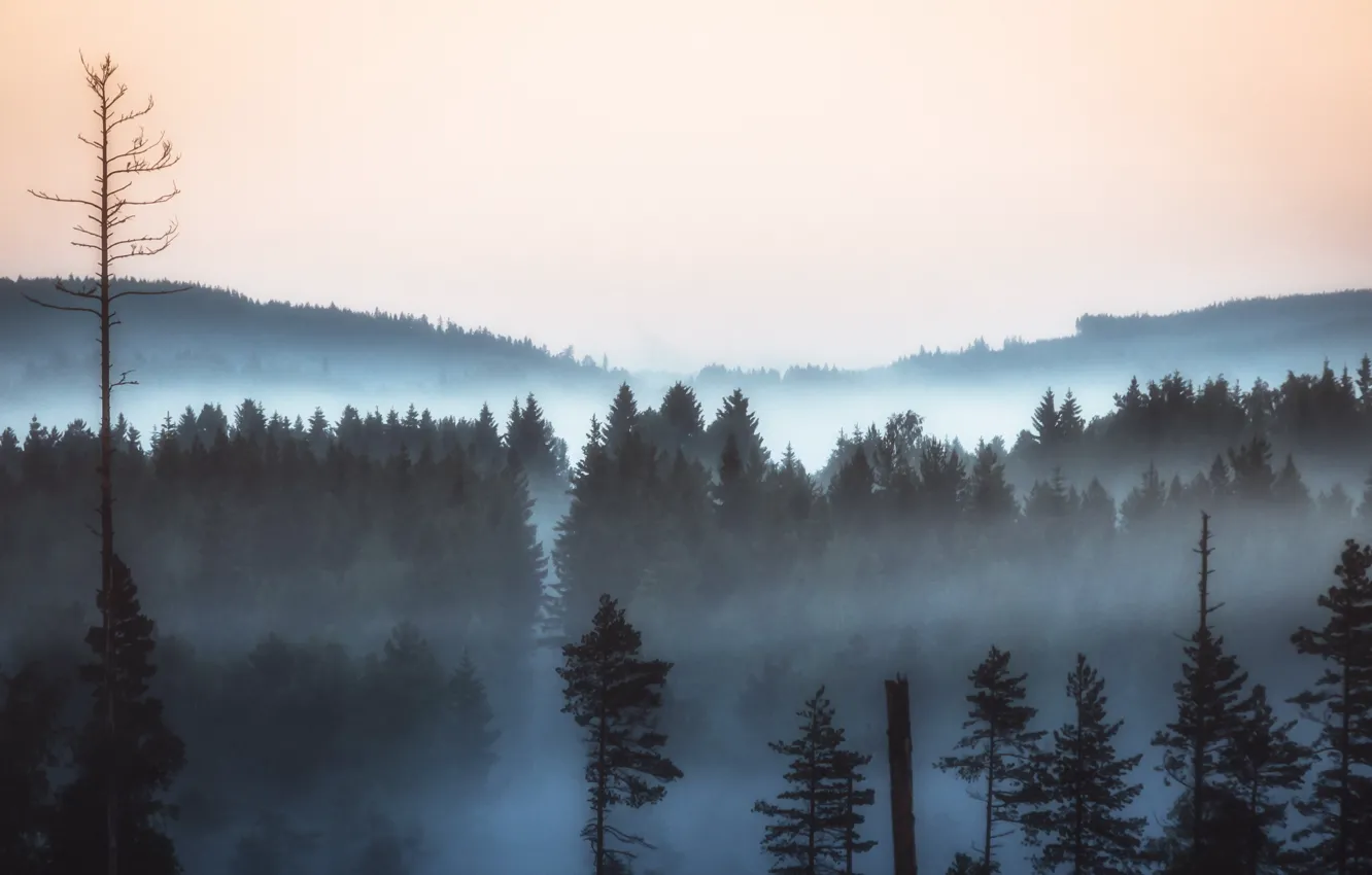Фото обои лес, пейзаж, туман, утро
