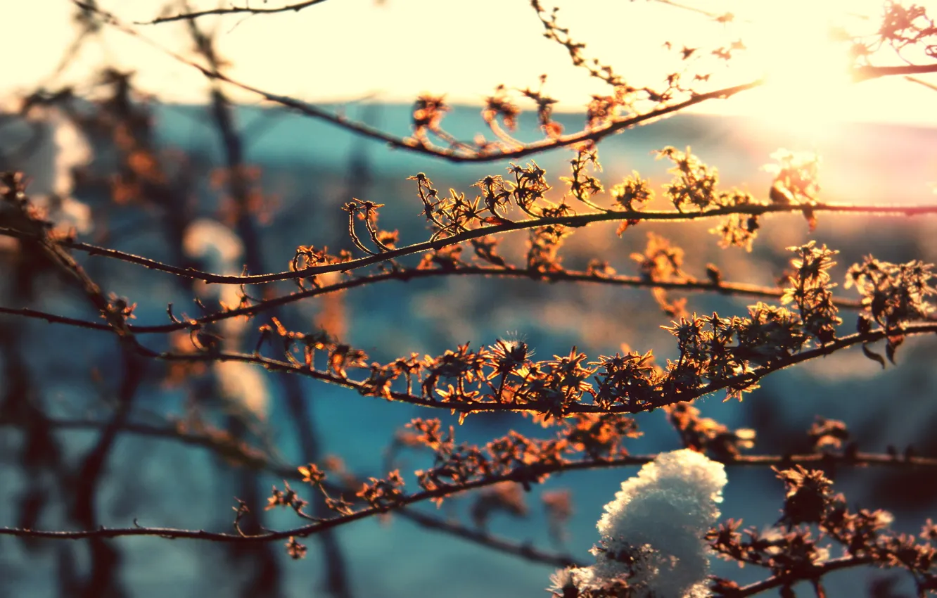 Фото обои листья, солнце, макро, снег, ветки, фон, весна