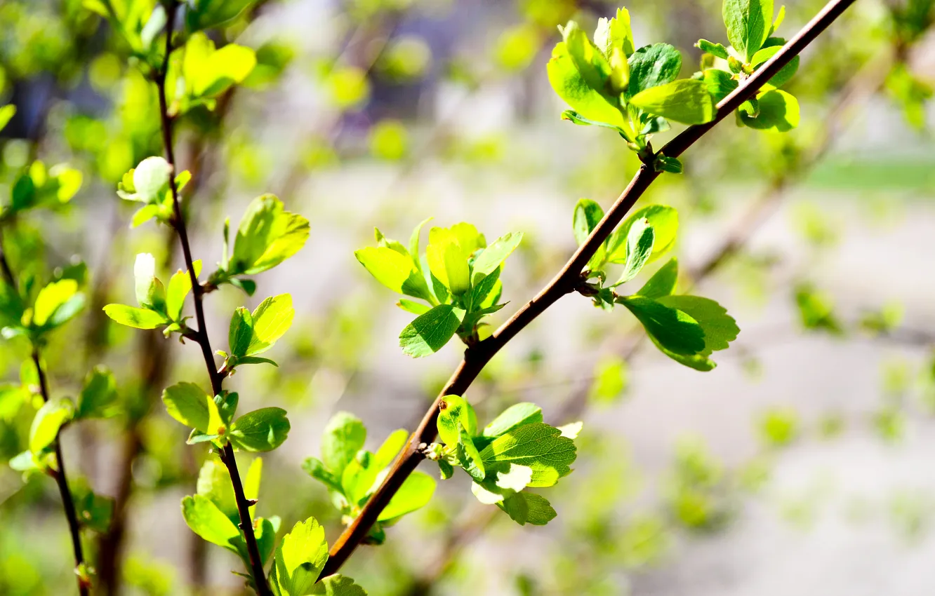 Фото обои зелень, листья, зеленый, весна, кусты