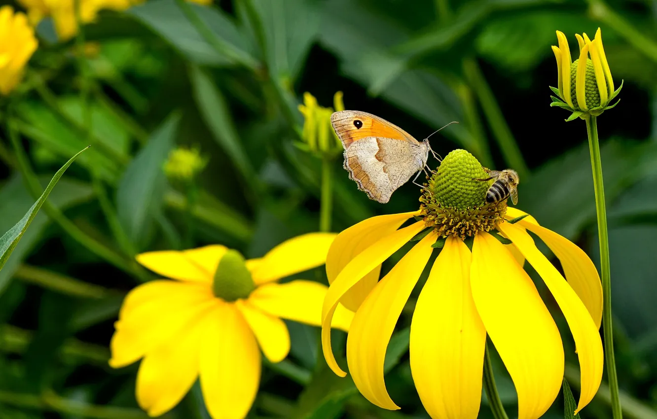 Фото обои макро, цветы, насекомые, пчела, бабочка, желтые, сад, парочка