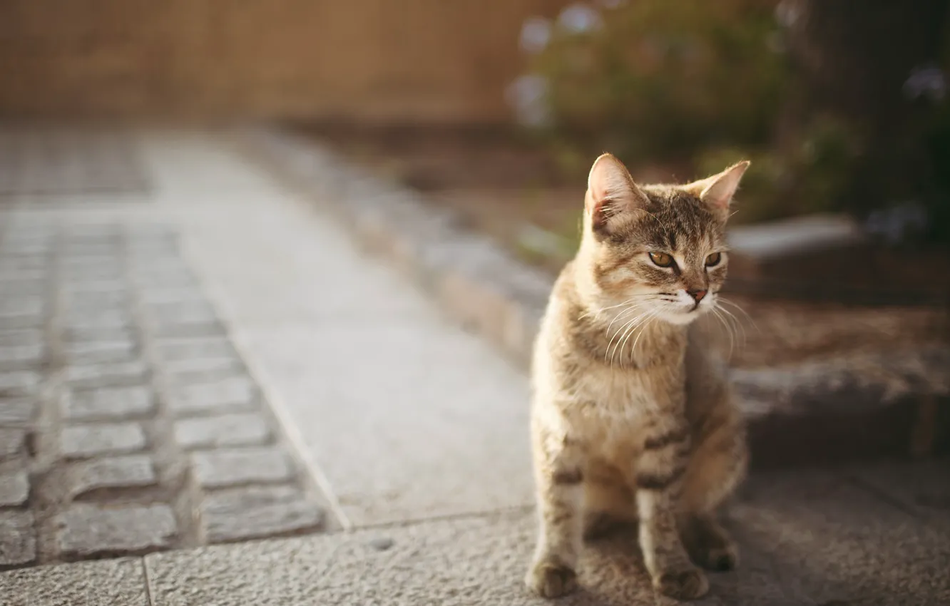 Фото обои love, cat, beautiful, mood, good, glasses