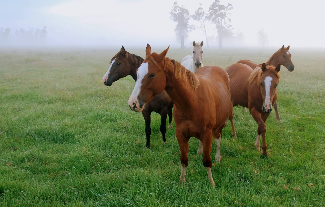 Фото обои поле, трава, туман, утро, лошади