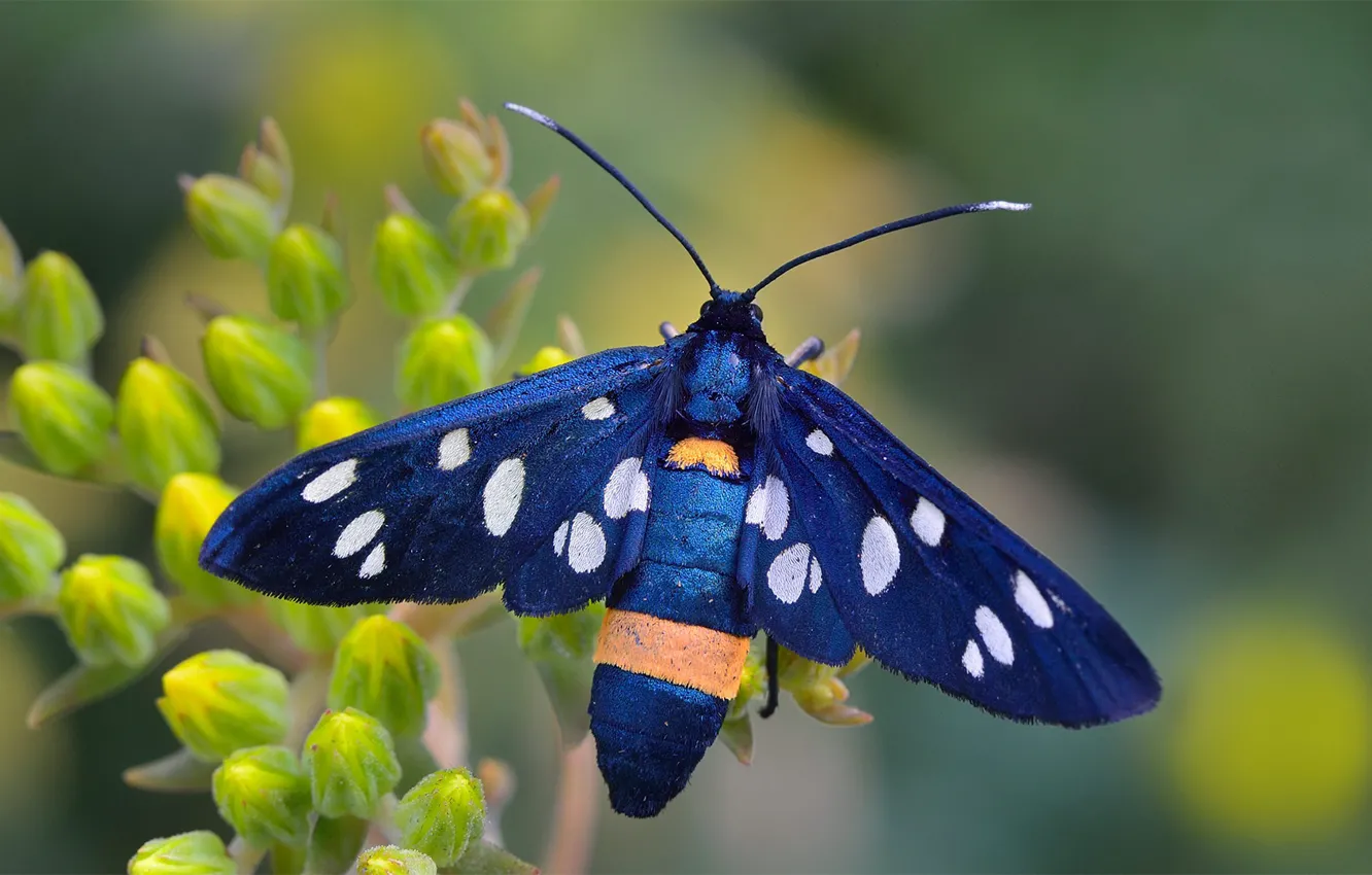 Фото обои макро, бабочка, лжепестрянка черноусая, лжепестрянка обыкновенная