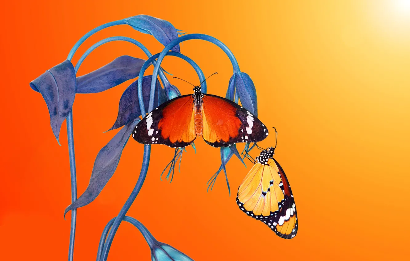 Фото обои макро, бабочки, цветы, насекомые, стебли, оранжевый фон, парочка