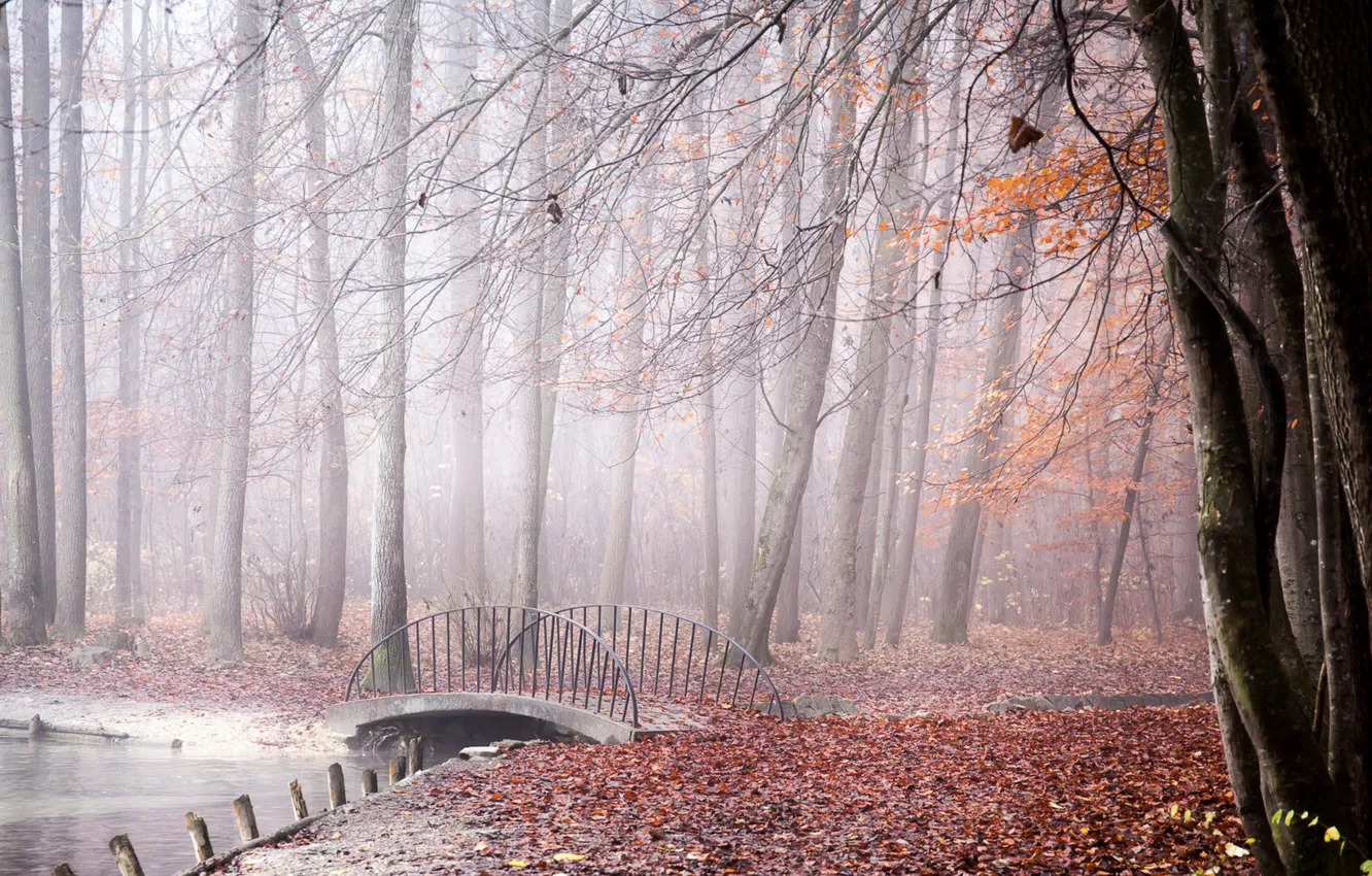 Фото обои осень, мост, туман, парк