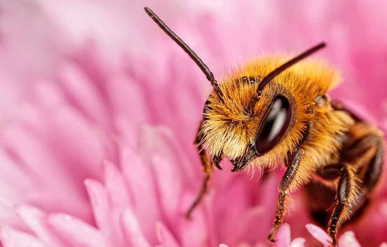 Фото обои цветок, взгляд, макро, пчела, розовый, лепестки, насекомое