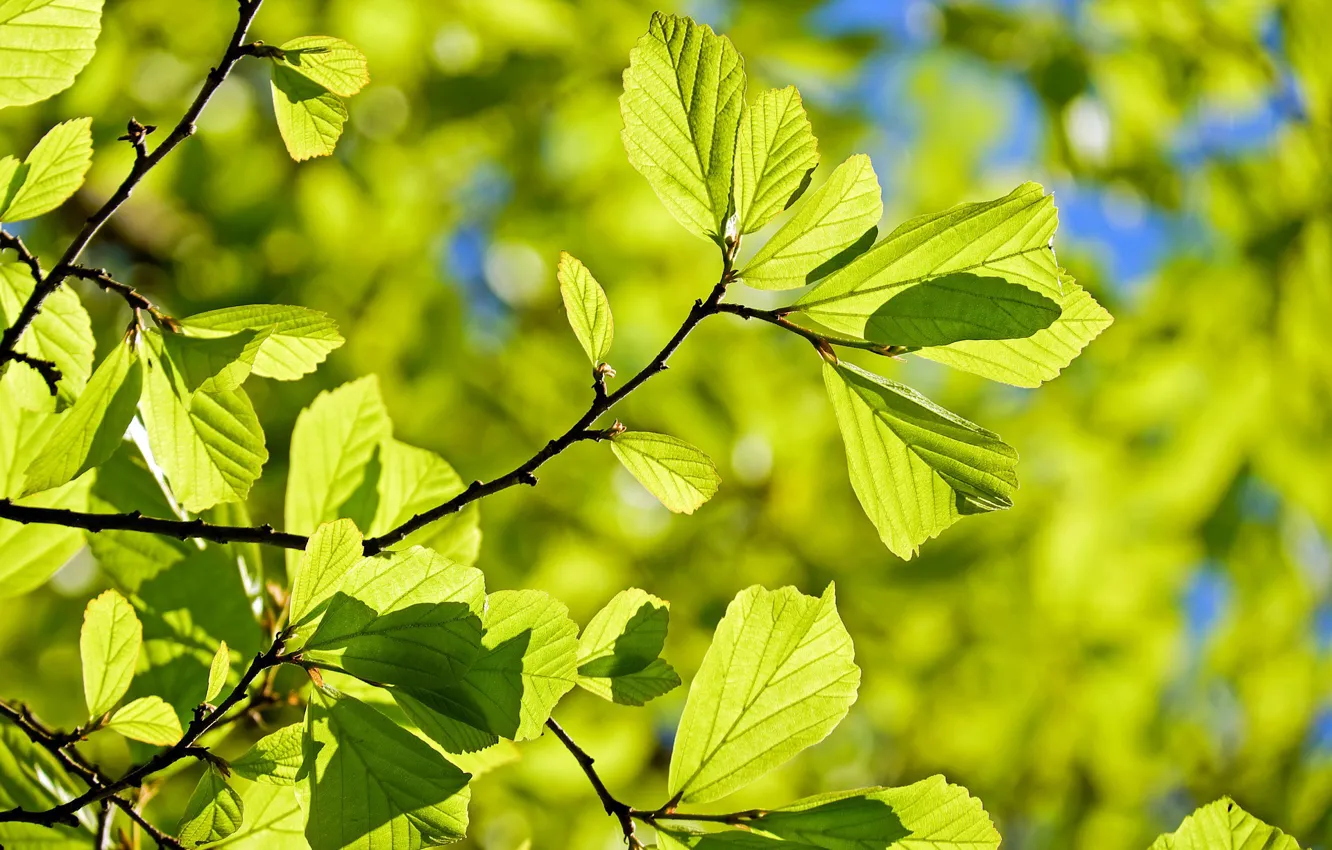 Фото обои листья, Природа, солнышко, веточки