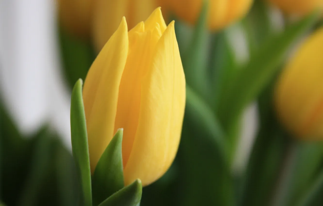 Фото обои цветок, макро, цветы, желтый, фокус, весна, Тюльпан