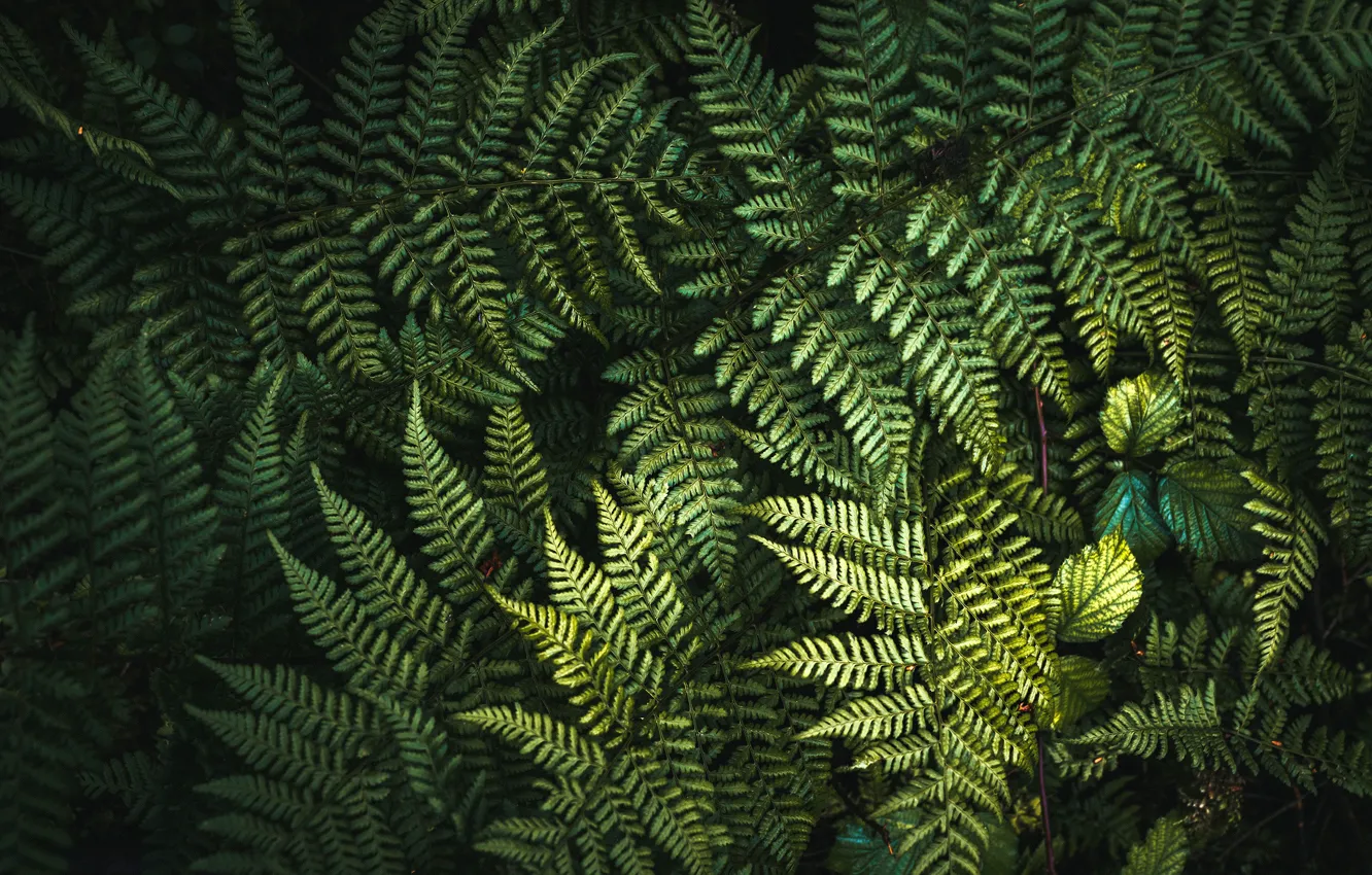 Фото обои зелень, листья, фон