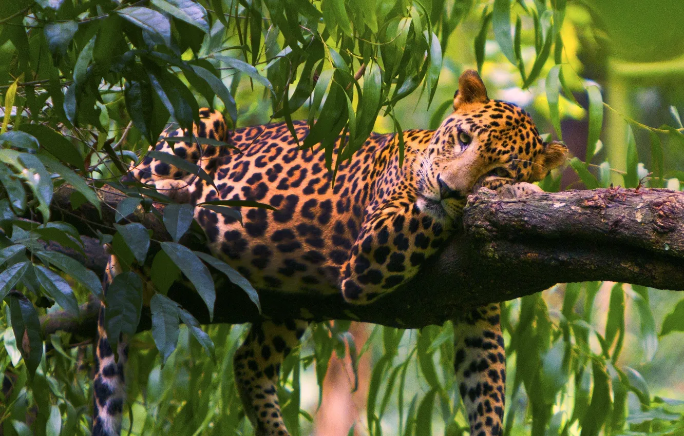 Фото обои листья, дерево, отдых, хищник, леопард