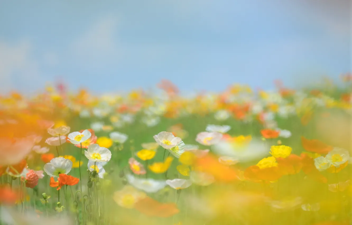 Фото обои поле, лето, небо, трава, цветы, стебли, поляна, нежность