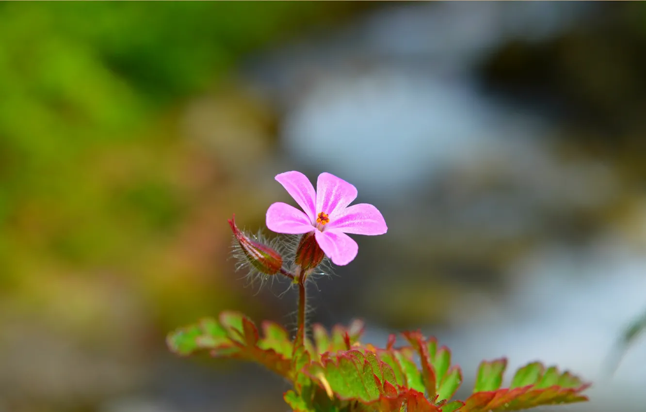 Фото обои Весна, Spring, Боке, Bokeh, Розовый цветок, Pink flower