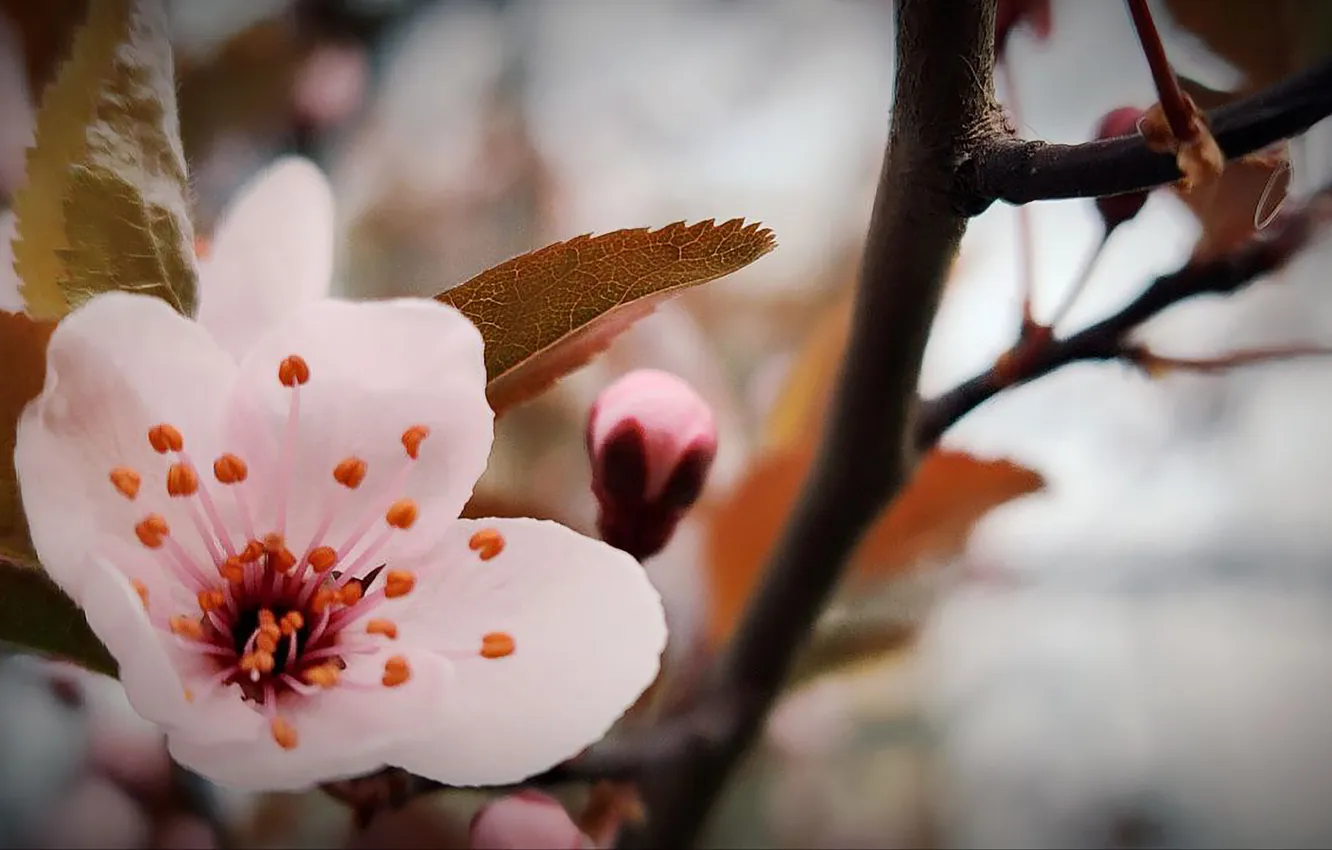 Фото обои цветы, природа, фон, весна, nature, flowers, китайка, background