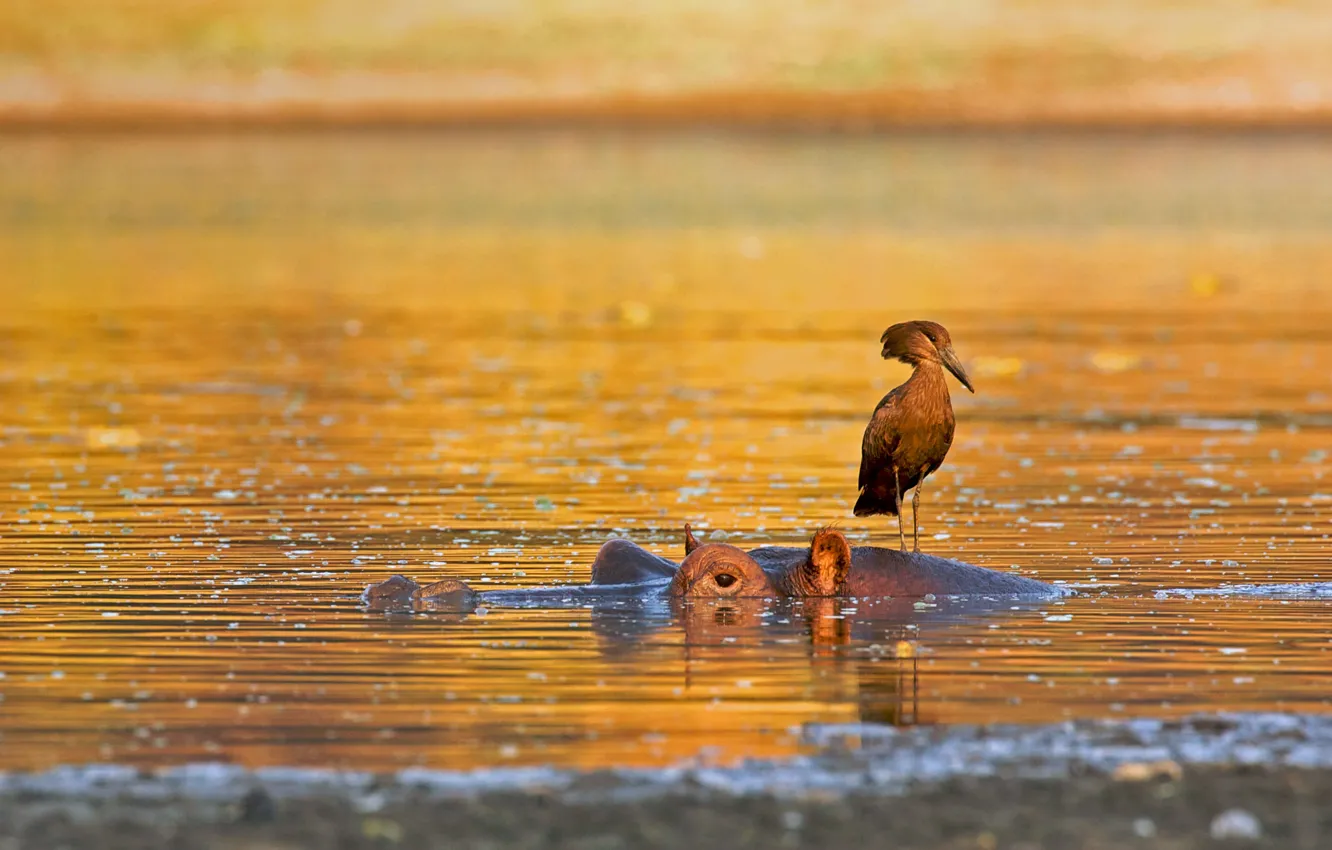 Фото обои птица, бегемот, Африка, Зимбабве, Национальный парк Мана-Пулс, молотоглав