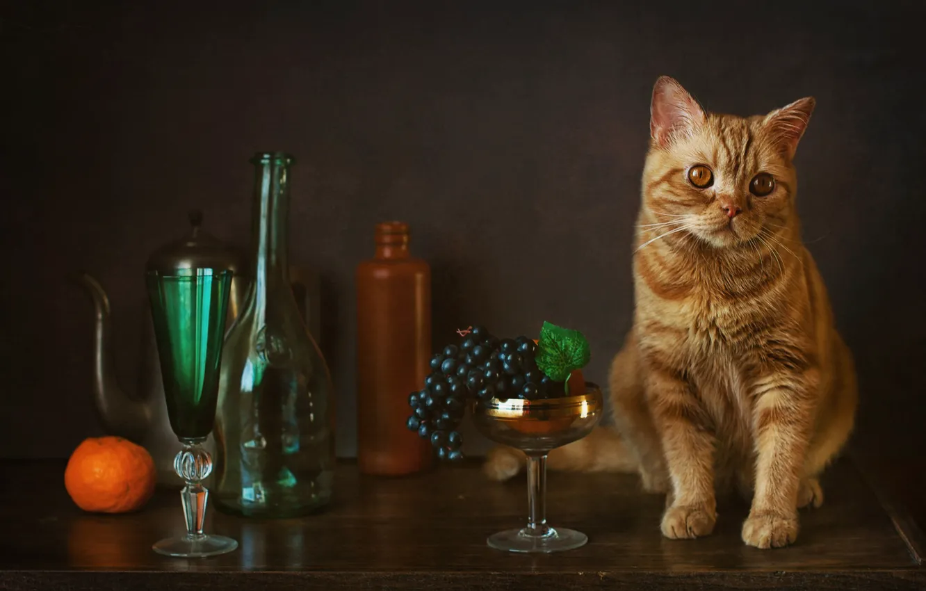 Фото обои бокал, виноград, бутылки, мандарин, рыжий кот, котейка