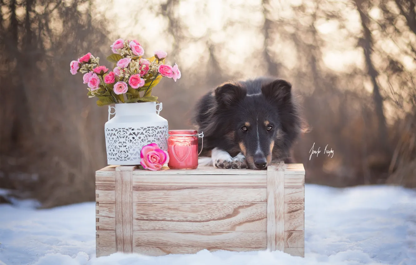 Фото обои зима, цветы, собака