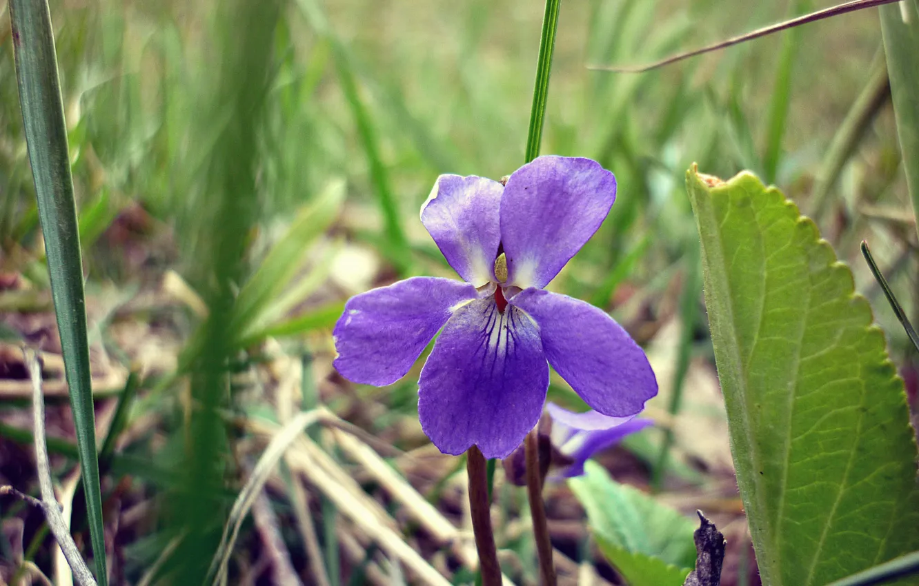 Фото обои flower, Spring, violet