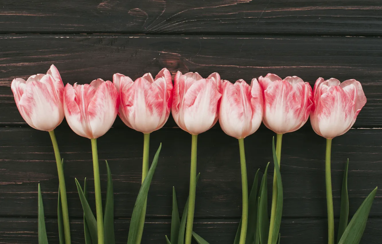Фото обои цветы, букет, тюльпаны, розовые, wood, pink, flowers, tulips