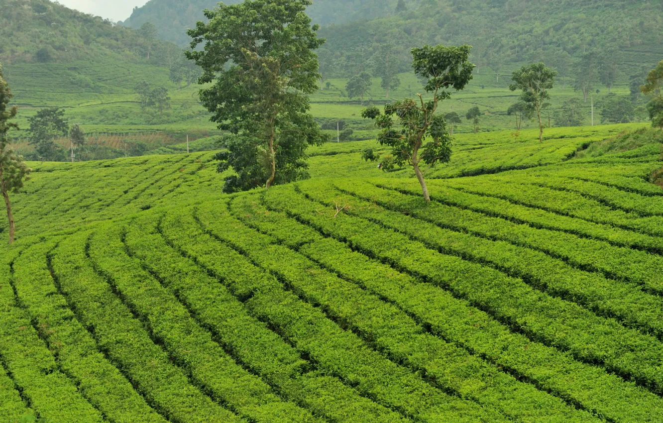 Фото обои зелень, чай, остров, кусты, tea, Ява, плантации чайные, Java